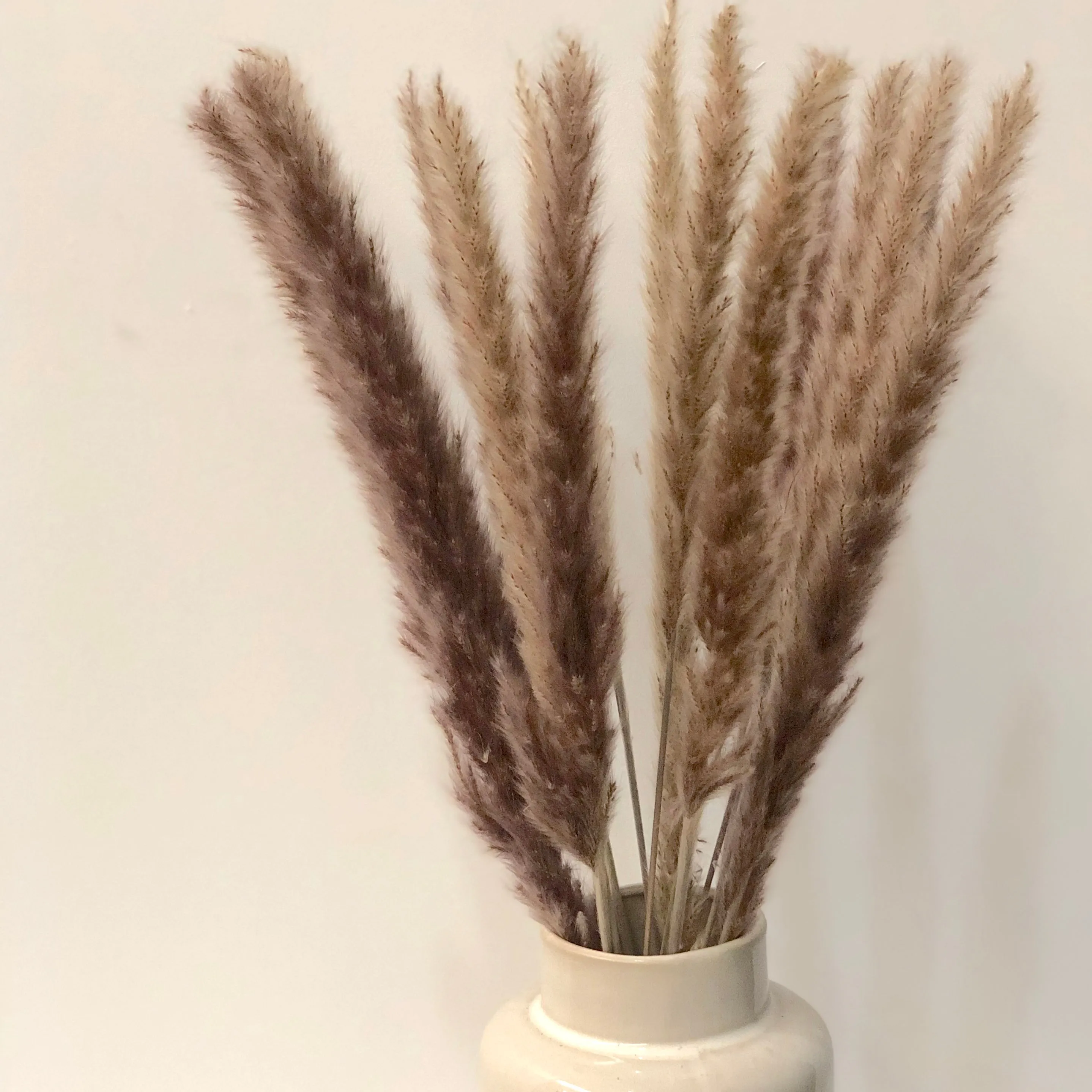 Dried Reed Blady Flower Grass 40-50cm Stem x 15pcs - Brown ((CLEARANCE))