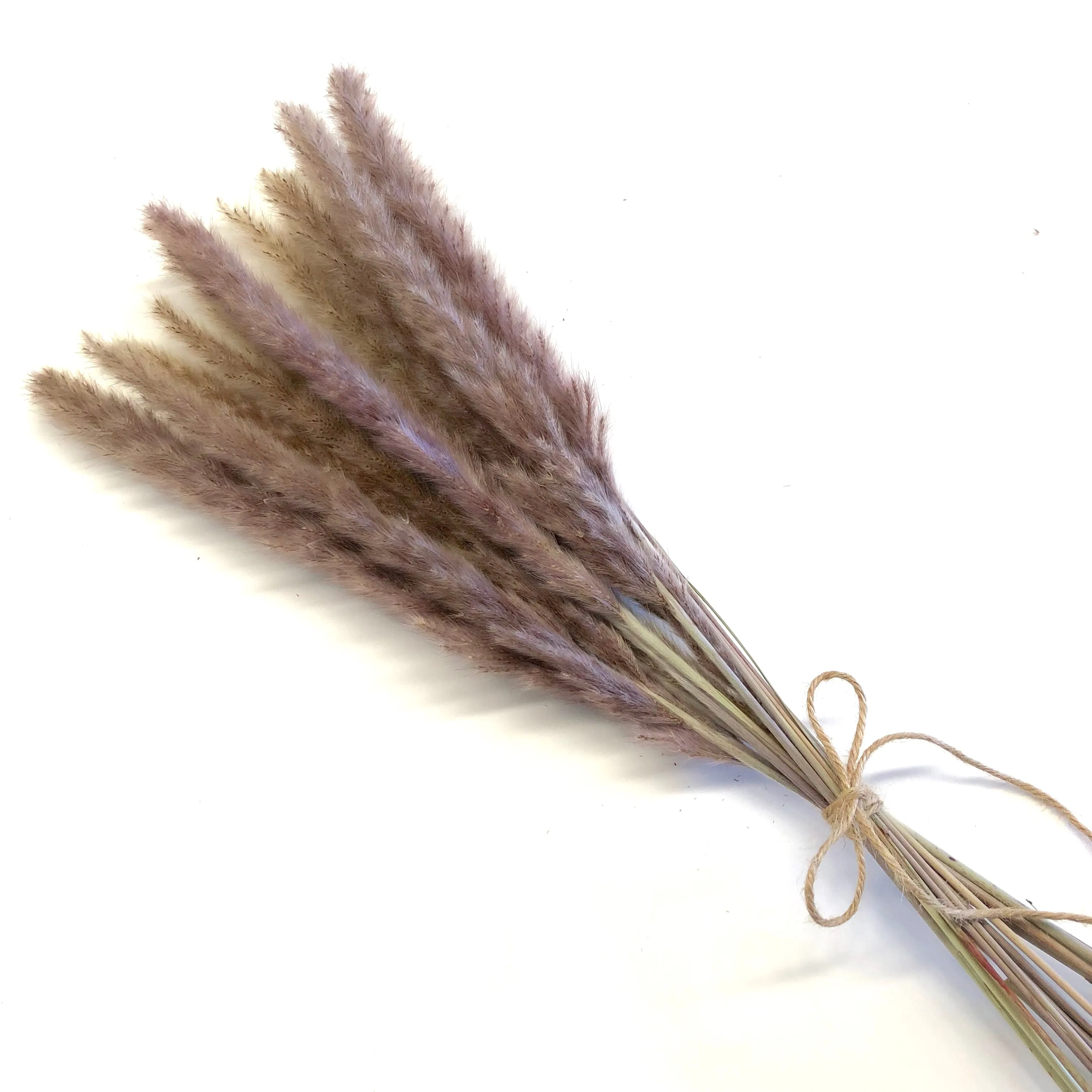 Dried Reed Blady Flower Grass 40-50cm Stem x 15pcs - Brown ((CLEARANCE))