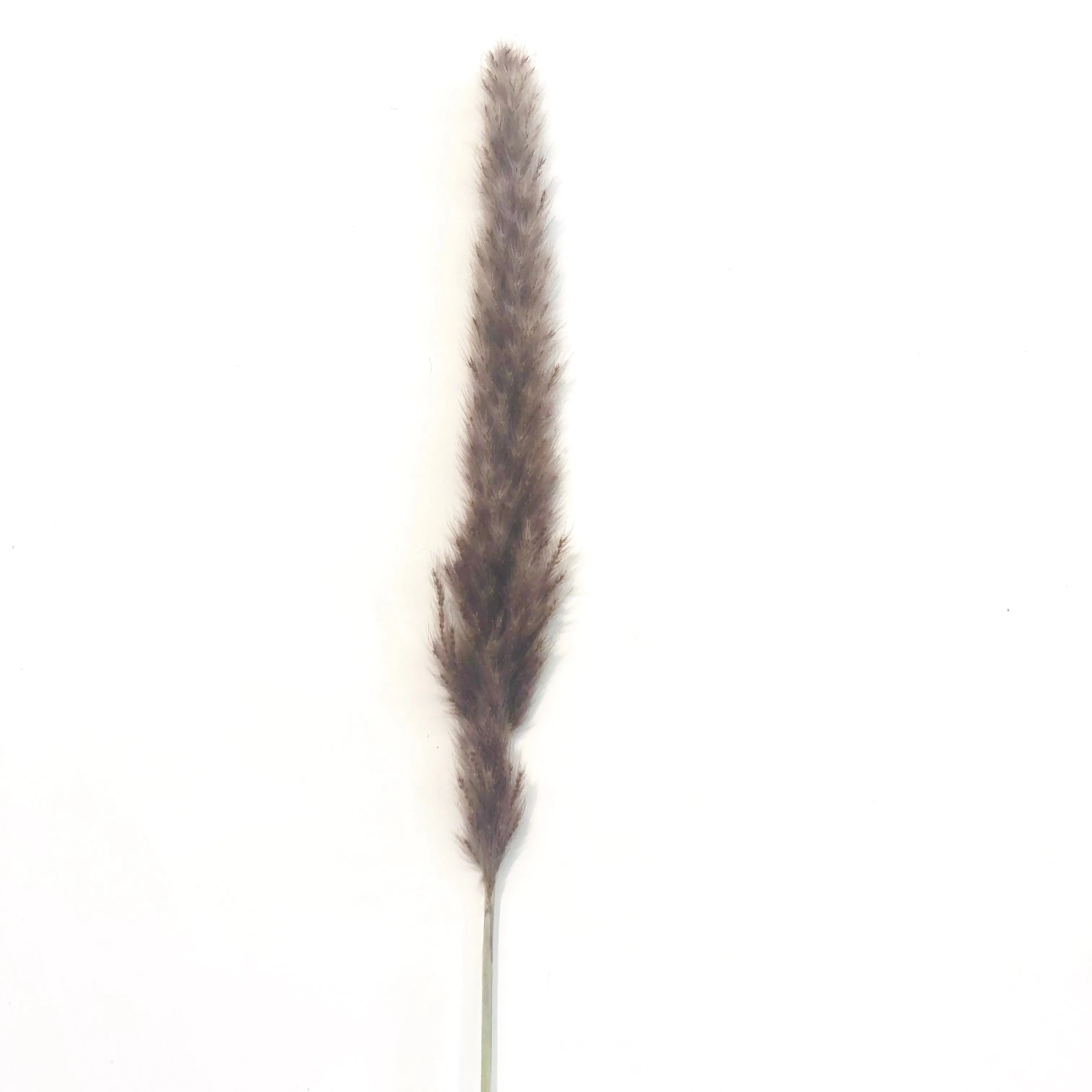 Dried Reed Blady Flower Grass 40-50cm Stem x 15pcs - Brown ((CLEARANCE))