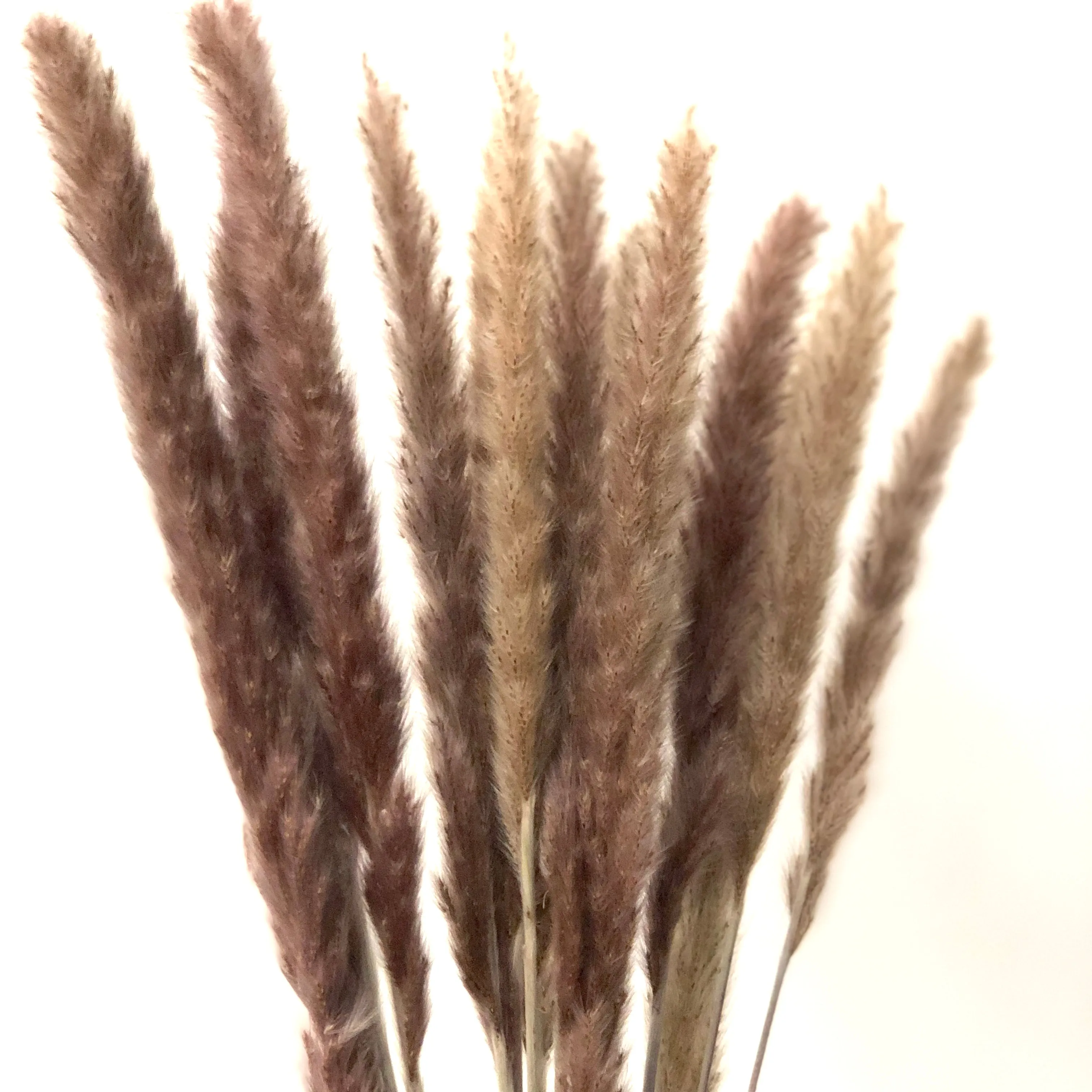 Dried Reed Blady Flower Grass 40-50cm Stem x 15pcs - Brown ((CLEARANCE))