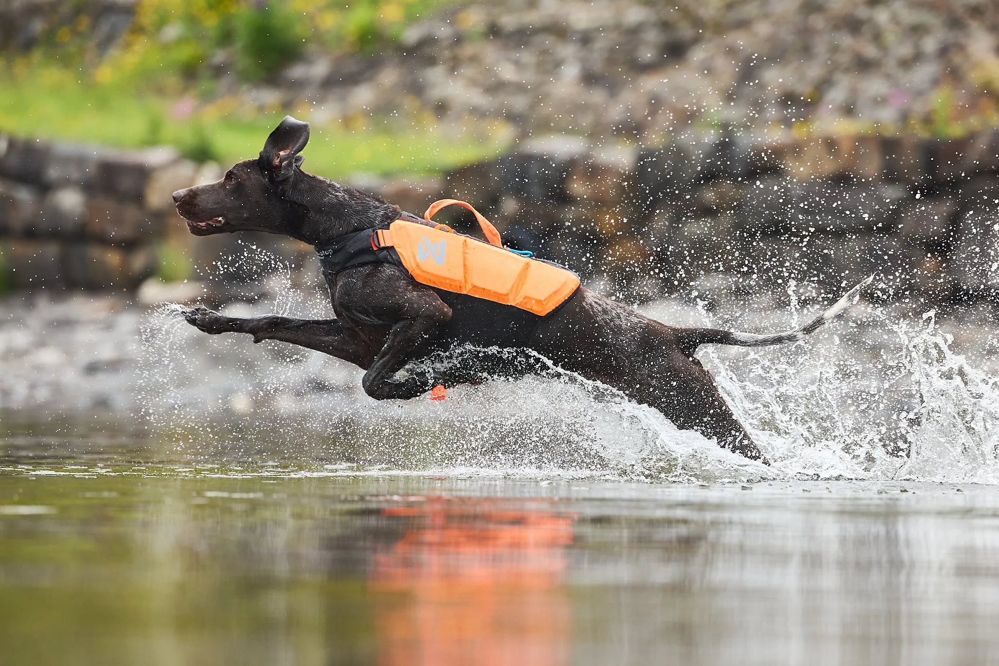 Non-Stop Dog Wear: Protector Life Jacket